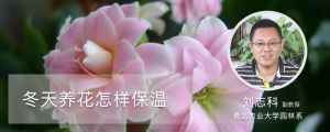 冬天養(yǎng)花怎樣保溫