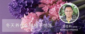 冬天養(yǎng)什么綠植不怕凍