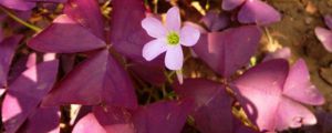 紫叶酢浆草扦插繁殖方法