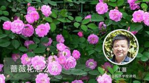 薔薇花怎么養(yǎng)