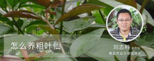 怎樣養(yǎng)粗葉仙