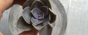 紫珍珠叶片水培方法