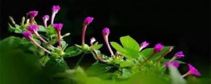 紫茉莉怎么多开花