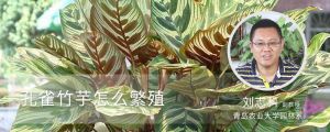 孔雀竹芋怎么繁殖