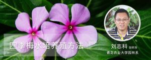 四季梅水培養(yǎng)殖方法