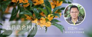 九月適合種什么花