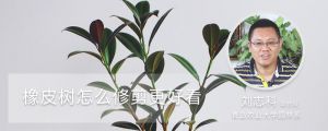 橡皮樹(shù)怎么修剪更好看