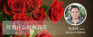 玫瑰什么時候開花