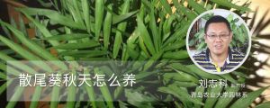 散尾葵秋天怎么養(yǎng)