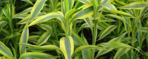 水培富贵竹的养殖方法及注意事项