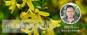 什么植物先開花后長葉