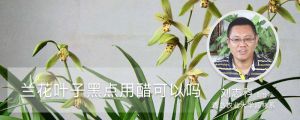 蘭花葉子黑點用醋可以嗎