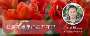 長壽花當(dāng)年扦插開花嗎