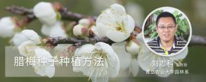 臘梅種子種植方法