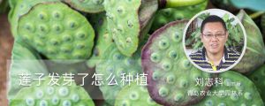 蓮子發(fā)芽了怎么種植