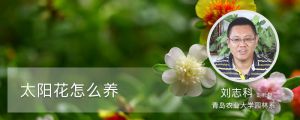 太陽(yáng)花怎么養(yǎng)