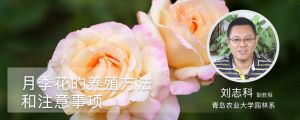 月季花的養(yǎng)殖方法和注意事項(xiàng)