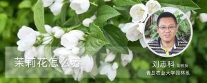 茉莉花怎么養(yǎng)