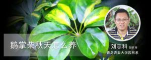 鵝掌柴秋天怎么養(yǎng)