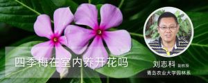 四季梅在室內養(yǎng)開花嗎