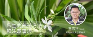 吊蘭的養(yǎng)殖方法和注意事項