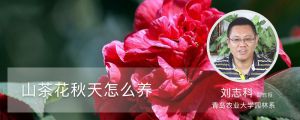 山茶花秋天怎么養(yǎng)