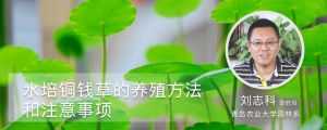 水培銅錢草的養(yǎng)殖方法和注意事項