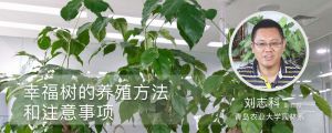 幸福樹的養(yǎng)殖方法和注意事項