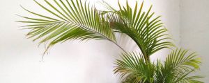 夏威夷椰子和凤尾竹有什么区别