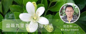 盆栽九里香的養(yǎng)殖方法