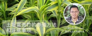 土培富貴竹的養(yǎng)殖方法和注意事項(xiàng)