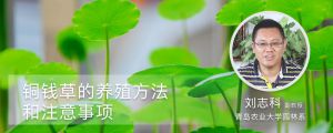 銅錢(qián)草的養(yǎng)殖方法和注意事項(xiàng)