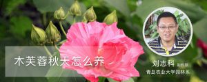 木芙蓉秋天怎么养