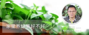 家里養(yǎng)綠蘿好不好