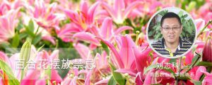 百合花擺放禁忌