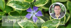 花葉蔓長春可以水培嗎