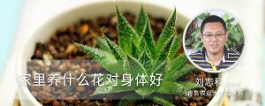 家里養(yǎng)什么花對(duì)身體好