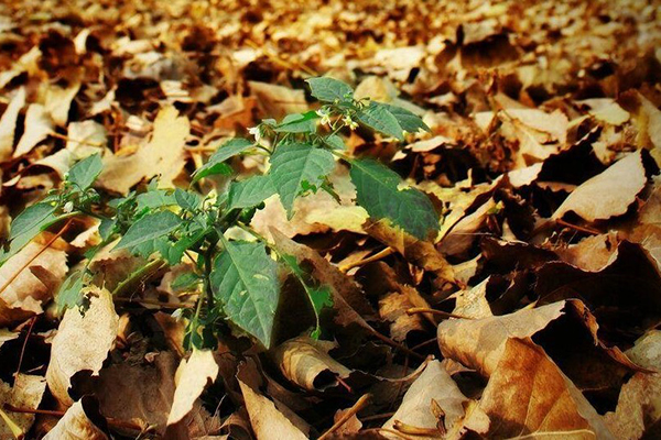 秋天去外面“拣”点树叶，剪碎后埋土里，花开茂盛叶子流油！