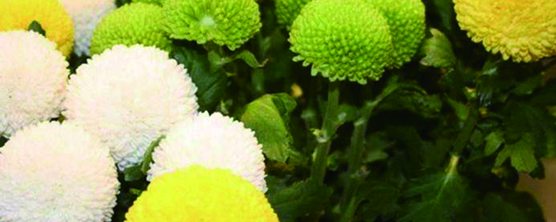 乒乓菊一年开几次，花期是几月