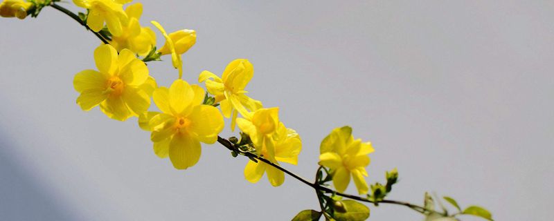 迎春花盆景制作步骤及养护方法