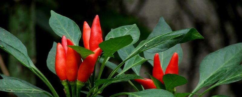 盆栽朝天椒的种植方法