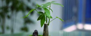 发财树只剩根还能活吗，烂根后重新生根方法