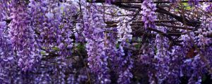 紫藤盆栽需要多大的盆（附盆栽种植方法）