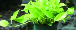 盆栽绿萝太密了怎么办，如何修剪和分盆
