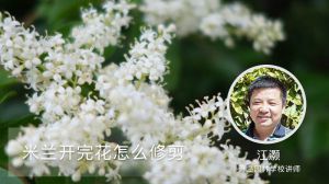 米蘭開完花怎么修剪