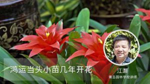 鴻運(yùn)當(dāng)頭小苗幾年開花