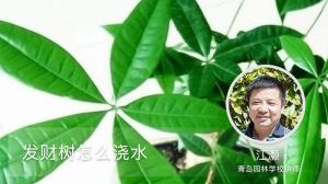 发财树怎么浇水