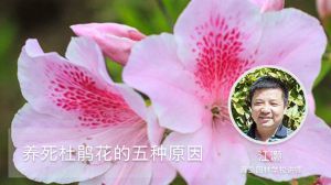 養(yǎng)死杜鵑花的五種原因