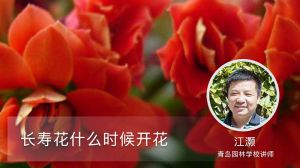 長(zhǎng)壽花什么時(shí)候開(kāi)花