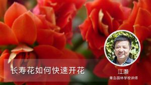 長(zhǎng)壽花如何快速開(kāi)花